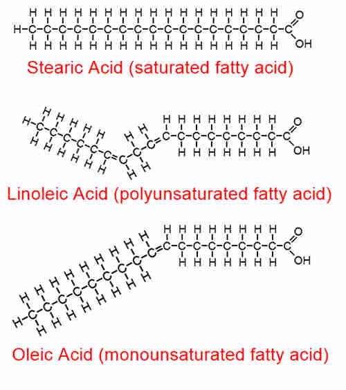 chemical formulas showing the shape of fatty acid molecules