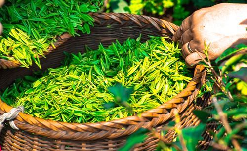 basket with freshly picked green tea leaves
