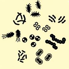 microbes in black on yellow background