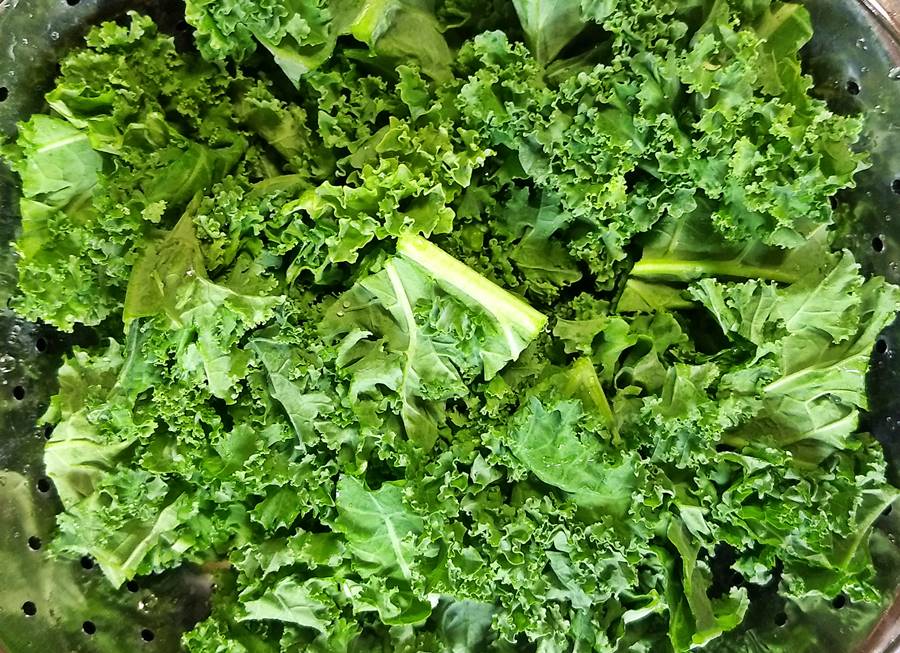 raw kale in pot, ready for steaming