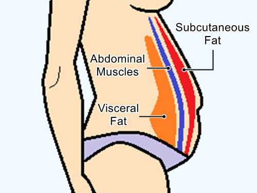Diagram of a person -side view- showing abdominal and subcutaneous fat layers
