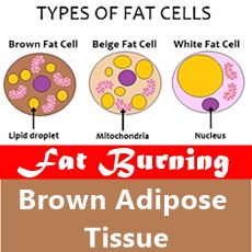 image fat cells