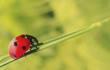 red with black dots, a ladybug on a twig