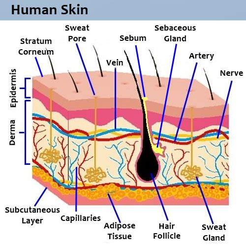 diagram showing the layers and parts that make up human skin