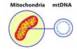 cell, mithocondria and mtDNA