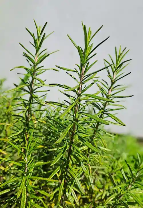 rosemary sprigs