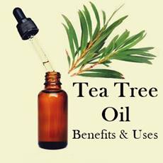 a vial with dropper and Tea tree leaves