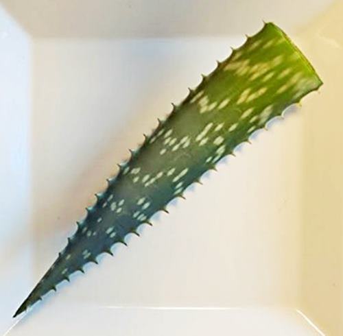 Aloe Vera leaf with saw-like teeth