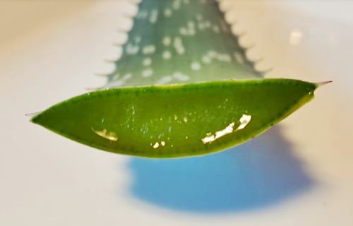 Aloe Vera leaf cut transversally showing oozing gel