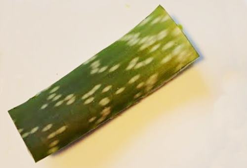 Aloe Vera leaf cut and barbs removed