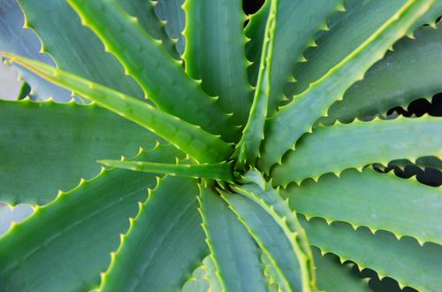 Aloe Vera plant, green leaves with saw-like teeth