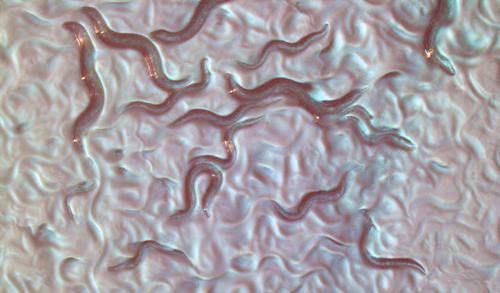 the C. elegans nematode microscope view