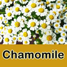chamomile flowers