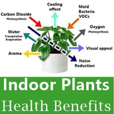 plant with arrows and text